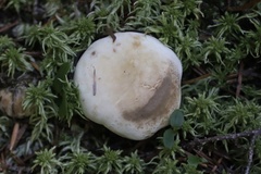 Hebeloma crustuliniforme