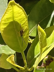 Cratichneumon