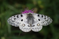 Parnassius apollo