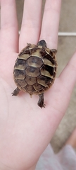 Testudo hermanni
