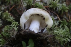 Hebeloma crustuliniforme