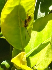 Cratichneumon