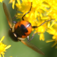 Gymnosoma