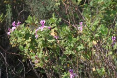 Pelargonium panduriforme
