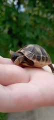 Testudo hermanni