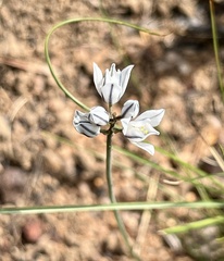 Eriospermum ornithogaloides
