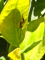 Cratichneumon