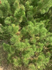 Pinus contorta contorta