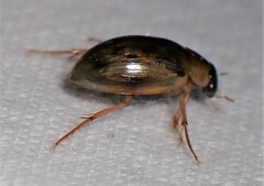 Berosus