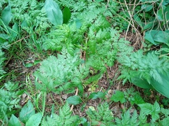 Anthriscus sylvestris