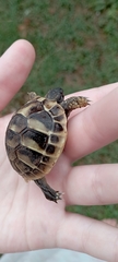 Testudo hermanni