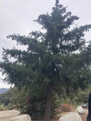 Pseudotsuga macrocarpa