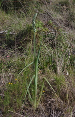 Albuca canadensis