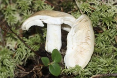 Hebeloma crustuliniforme