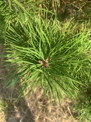 Pinus contorta contorta