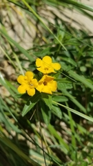Lithospermum caroliniense