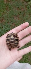 Testudo hermanni