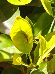 Cratichneumon
