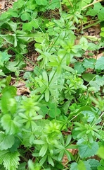 Galium