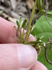 Trepocarpus aethusae