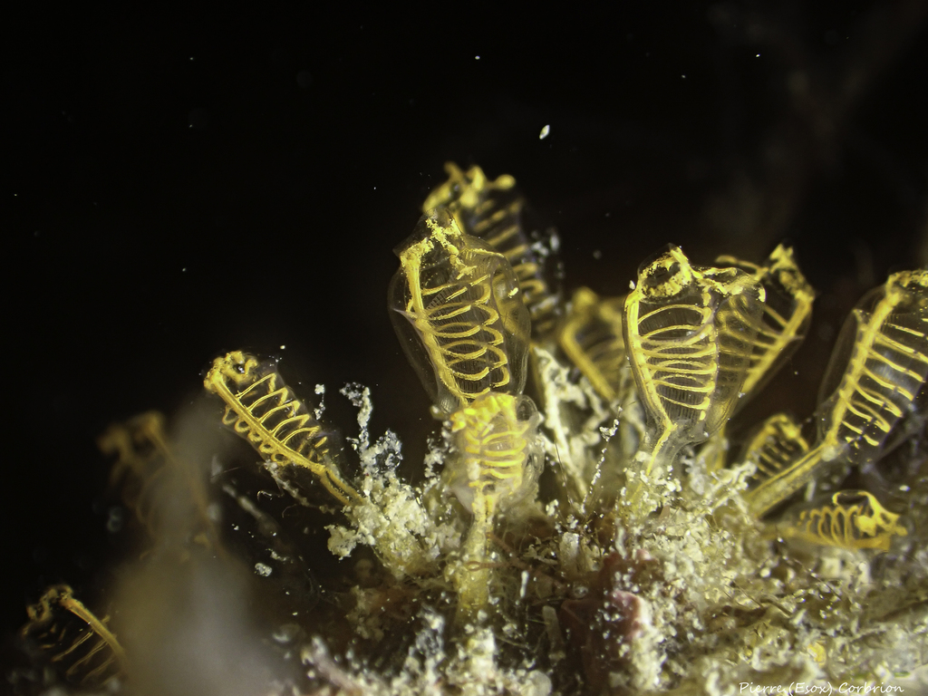 Orange Lights Seasquirt