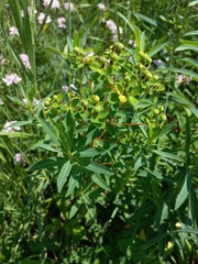Euphorbia semivillosa