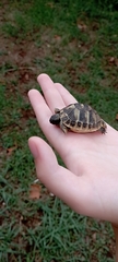 Testudo hermanni