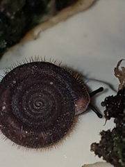 Helicodonta obvoluta