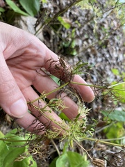 Trepocarpus aethusae