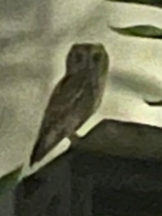 Otus scops