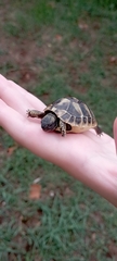 Testudo hermanni