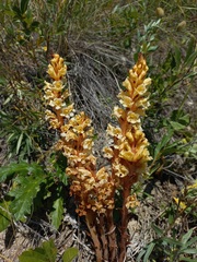 Orobanche kochii