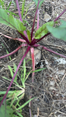 Beta vulgaris