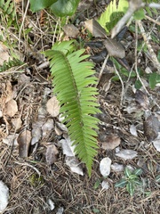 Polystichum imbricans
