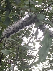 Grylloprociphilus imbricator