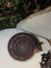 Helicodonta obvoluta