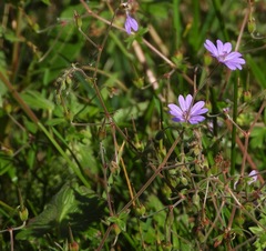 Geranium pyrenaicum