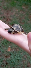 Testudo hermanni