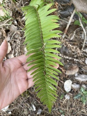 Polystichum imbricans