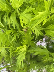 Conoclinium dissectum