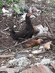Gallus gallus domesticus