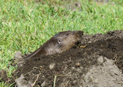 Cratogeomys merriami
