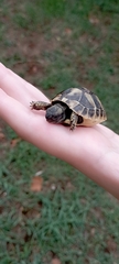 Testudo hermanni