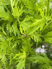 Conoclinium dissectum