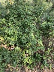 Garrya elliptica