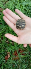 Testudo hermanni