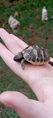 Testudo hermanni