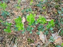 Vaccinium vitis-idaea
