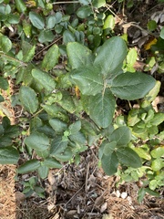 Garrya elliptica