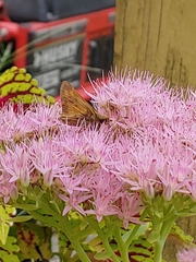 Atalopedes campestris